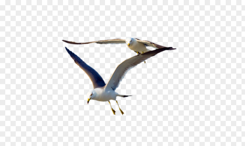 Two Seagulls Gulls Bird Flight Great Black-backed Gull PNG
