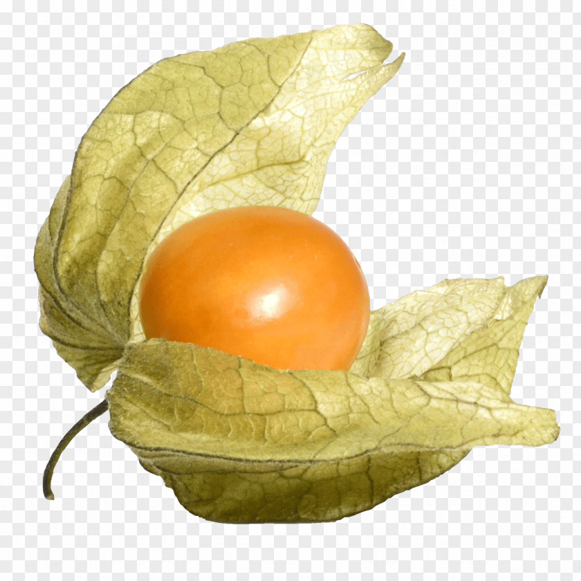 Vegetable Nightshade Family Egg PNG