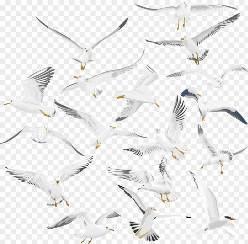 Bird Seabird European Herring Gull Shorebirds Beak PNG