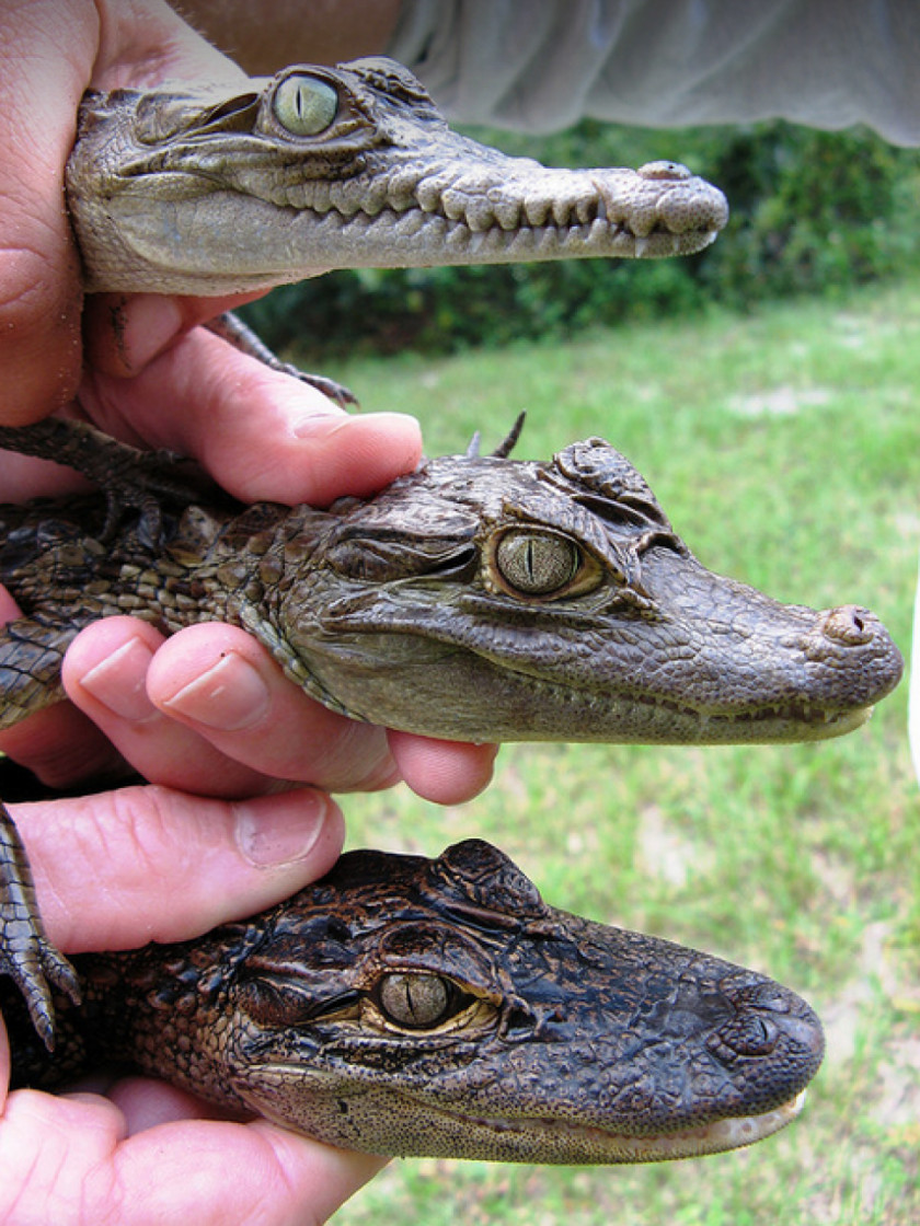 Crocodile Caiman American Alligator Baby Gharial PNG