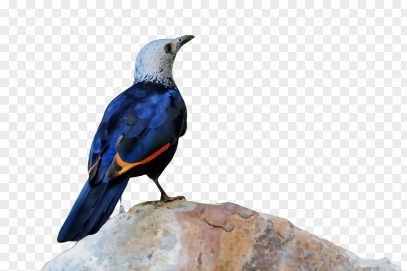 Starling Perching Bird Beak PNG
