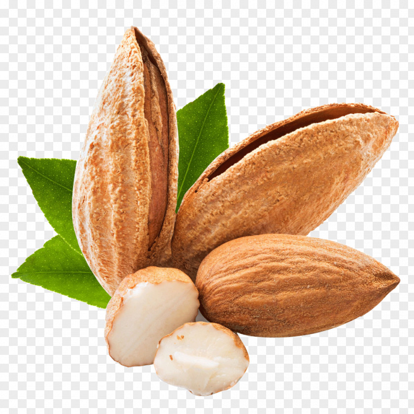 Almond Coffee Apricot Kernel Nut PNG