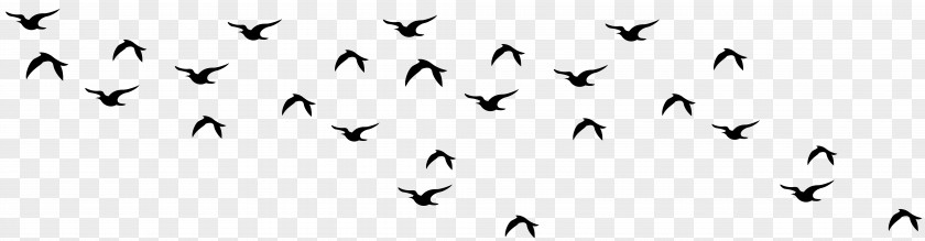 Bird Migration Angle Point Line PNG
