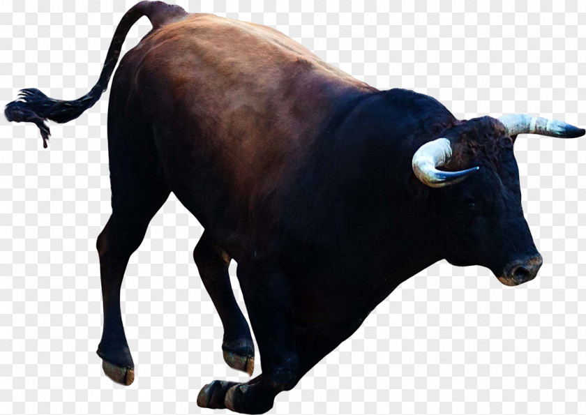 Bull Taurine Cattle Ox Clip Art PNG