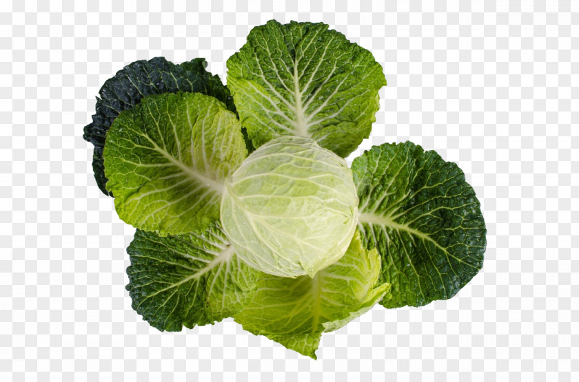 Chinese Cabbage Nutrient Vitamin A Fat K PNG