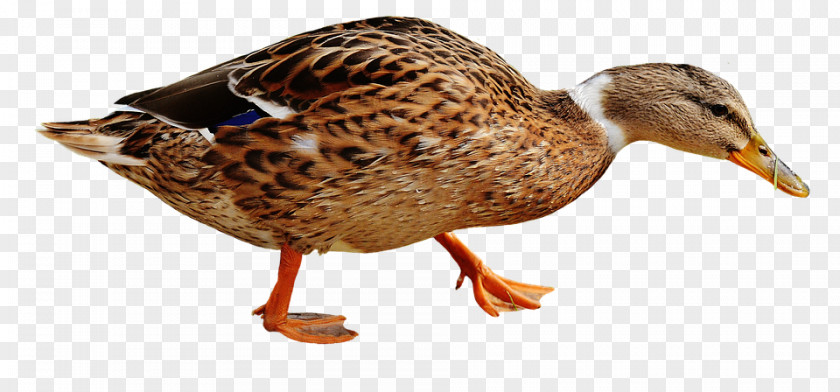 Duck Domestic Mallard Bird PNG