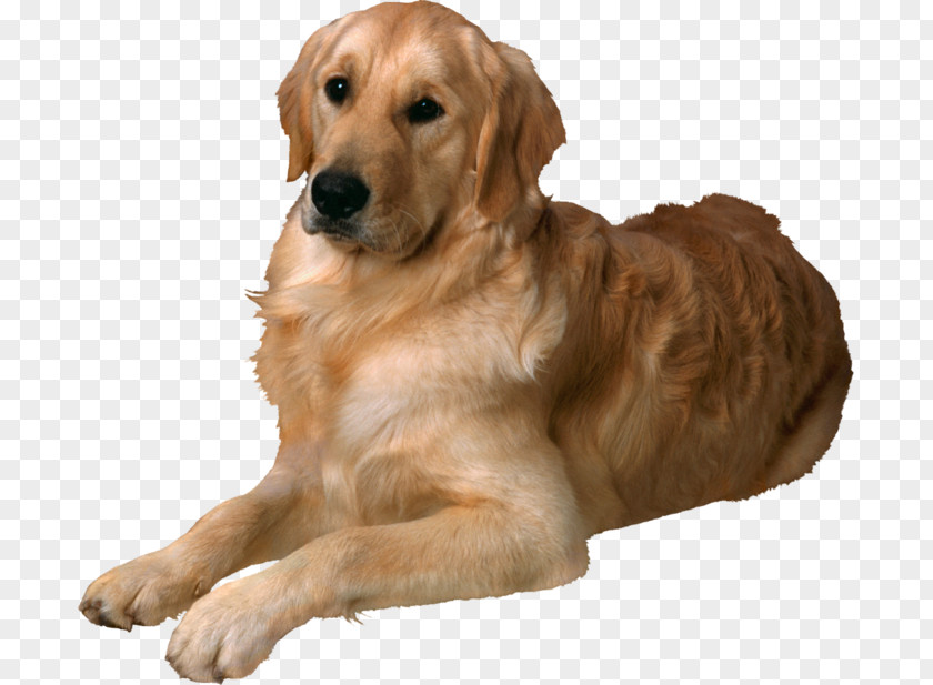 Golden Retriever Puppy Labrador German Shepherd PNG