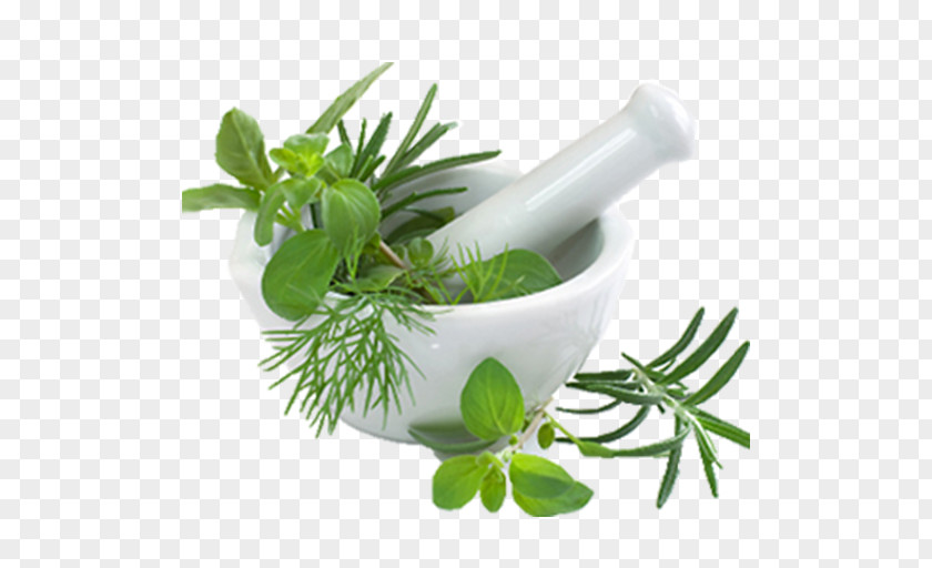 Plants Pharmaceutical Drug Yunani Medicine Ayurveda Herbalism PNG