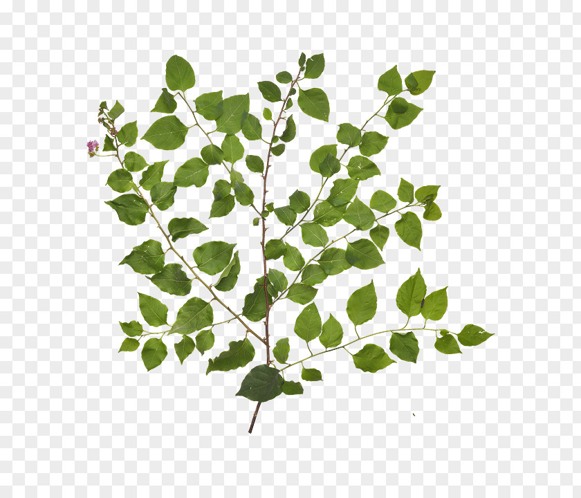 Plectranthus Perennial Plant Twig Stem Leaf Plants PNG