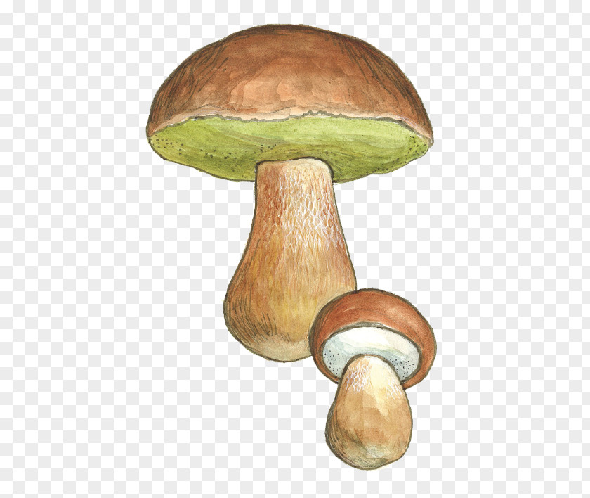 Boletus Edulis Pleurotus Eryngii Penny Bun Fungus Edible Mushroom PNG