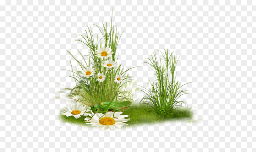 Herbes Grass Plant Tree PNG