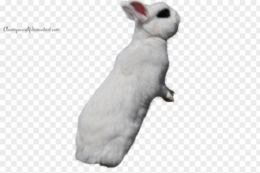 Rabbit Domestic White Easter Bunny PNG