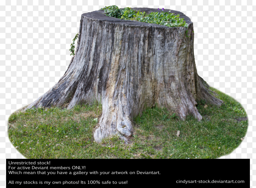 Tree Stump Photography Clip Art PNG