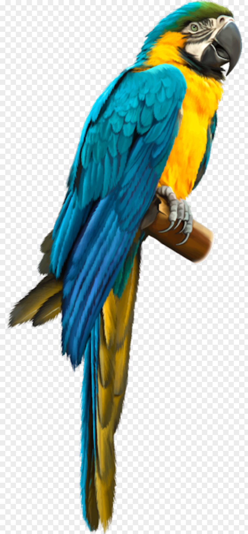 Bird Blue-and-yellow Macaw Amazon Parrot Parrots PNG
