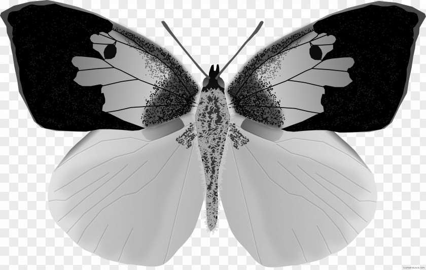 Butterfly Bohart Museum Of Entomology Zerene Eurydice Southern Dogface PNG