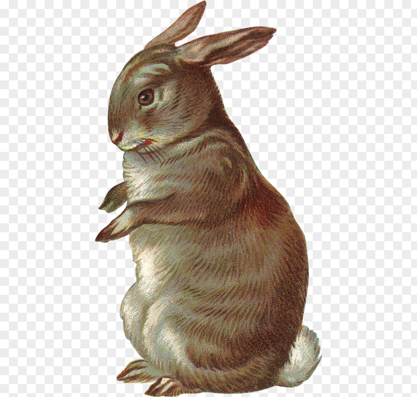 Conejos Domestic Rabbit Drawing Clip Art PNG
