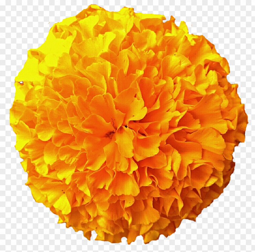 Marigold Mexican Flower Download Clip Art PNG