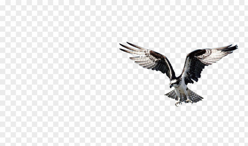 Wings Bird Of Prey Bald Eagle Beak PNG