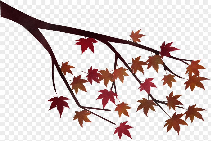 Maple Tree Branch Autumn PNG