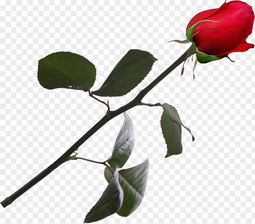 Ros Garden Roses Rosaceae Plant Bud PNG