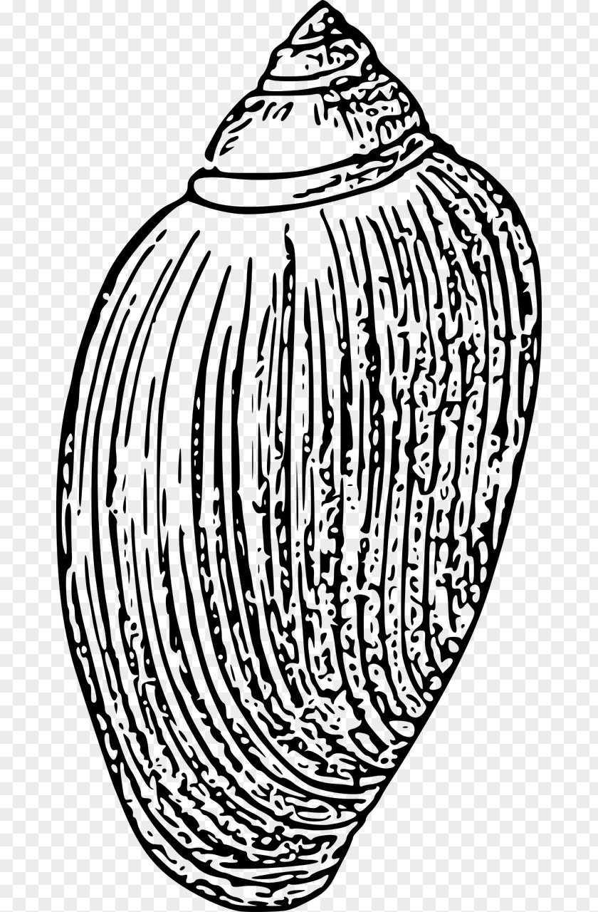 Seashell Invertebrate Clip Art PNG