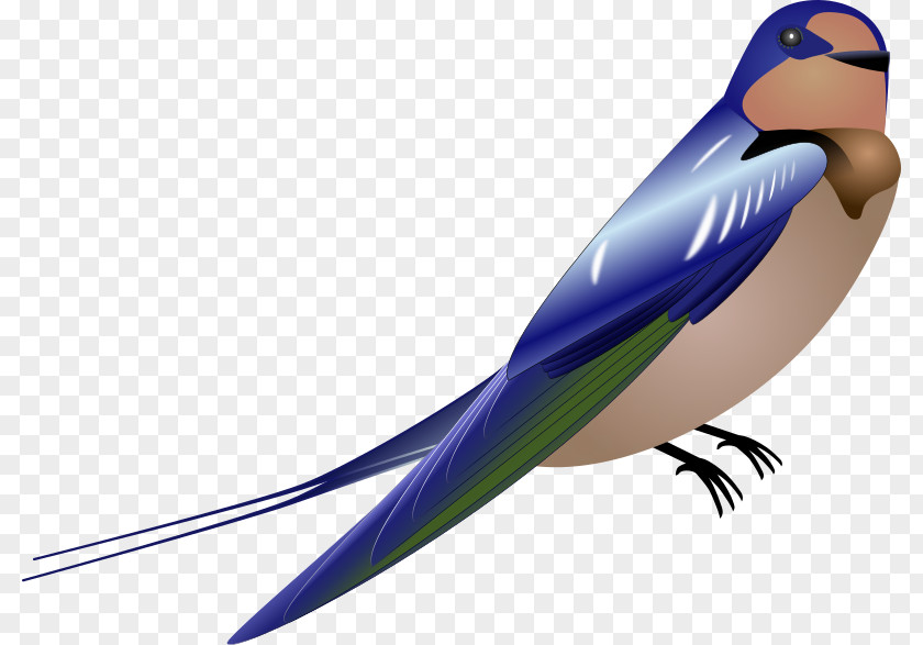 Swallow Desktop Wallpaper Download Clip Art PNG