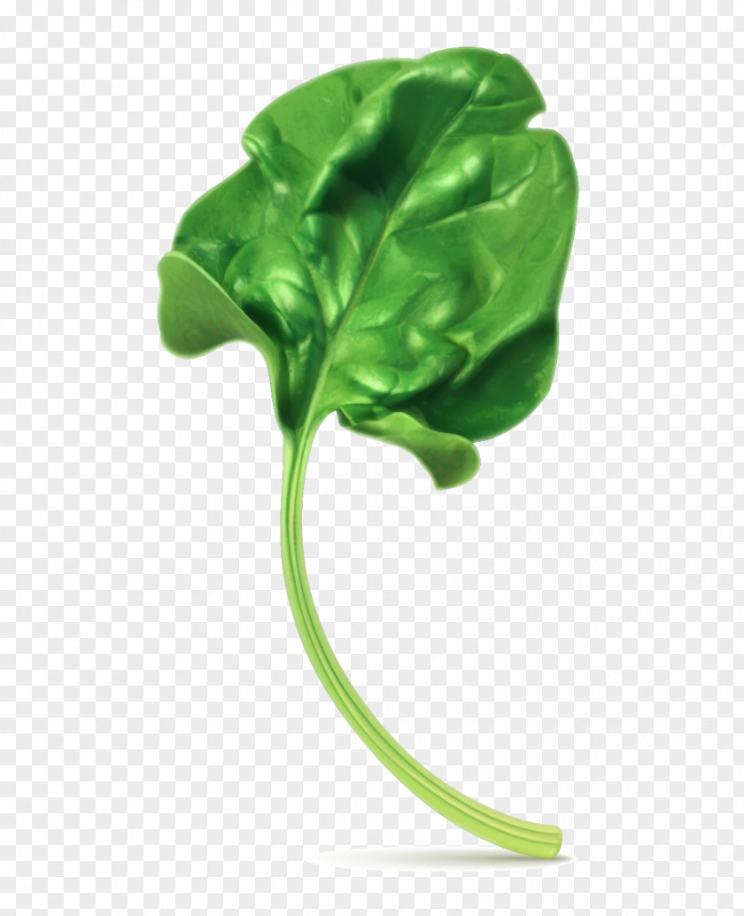 Vector Spinach Leaves Vegetarian Cuisine Stock Photography Clip Art PNG