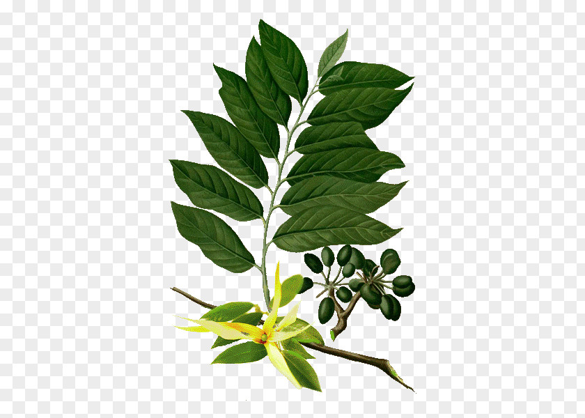 Ylang-ylang Botanical Illustration Botany Essential Oil Aromatherapy PNG