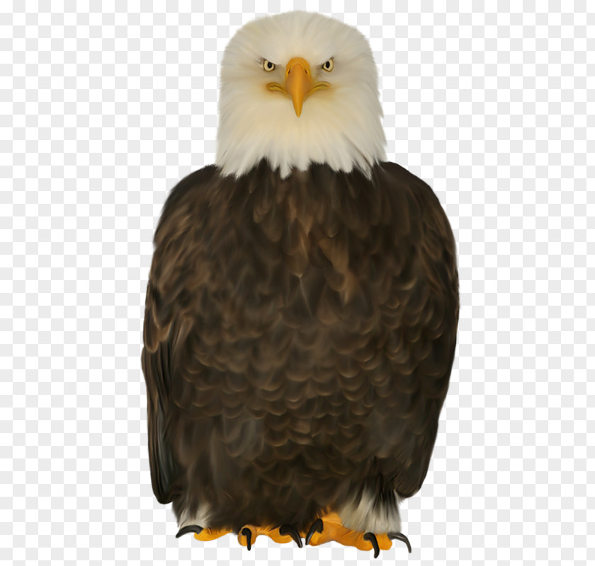 Bald Eagles Eagle Bird Of Prey PNG