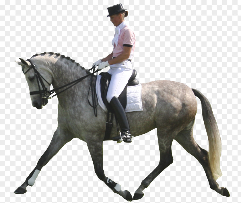 Horse Eventing Hunt Seat Kentucky Three-Day Event Stallion PNG