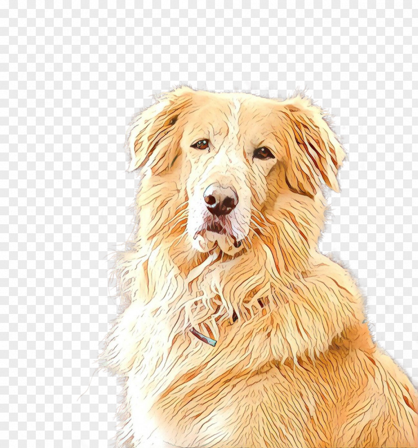 Small Greek Domestic Dog Basque Shepherd Golden Retriever Background PNG