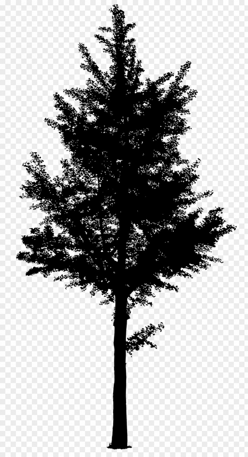 Spruce Fir Pine Tree Larch PNG