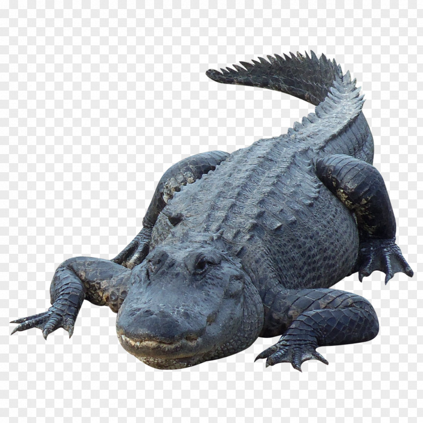 Crocodile Alligator PNG