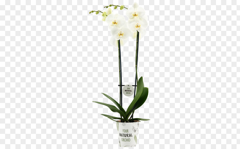 Flower Moth Orchids Cattleya Dendrobium Cut Flowers Flowerpot PNG