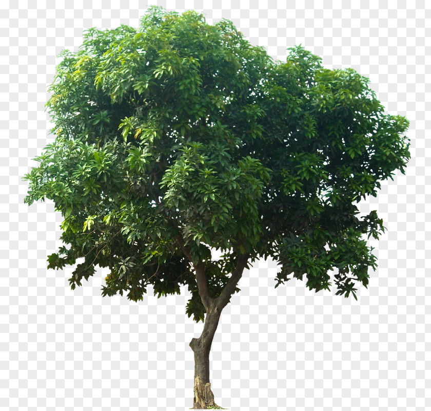 Great Tree Mangifera Indica Clip Art PNG