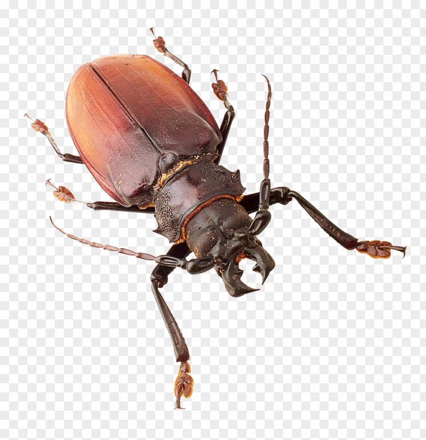 Insect Japanese Rhinoceros Beetle PNG