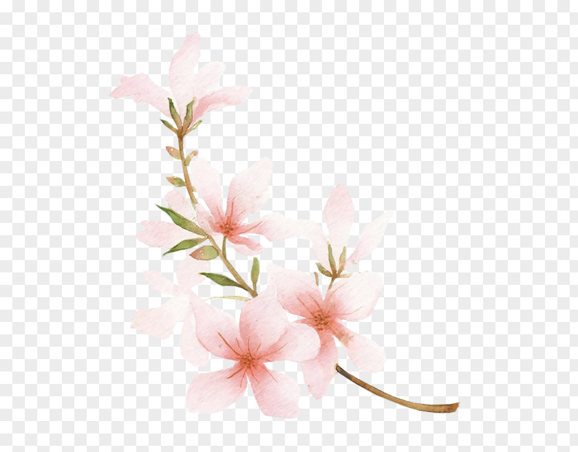 Peach Blossom Drawing Watercolor Painting PNG