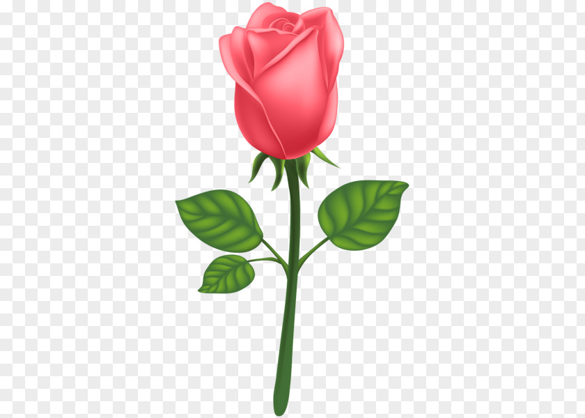 Rose PNG clipart PNG