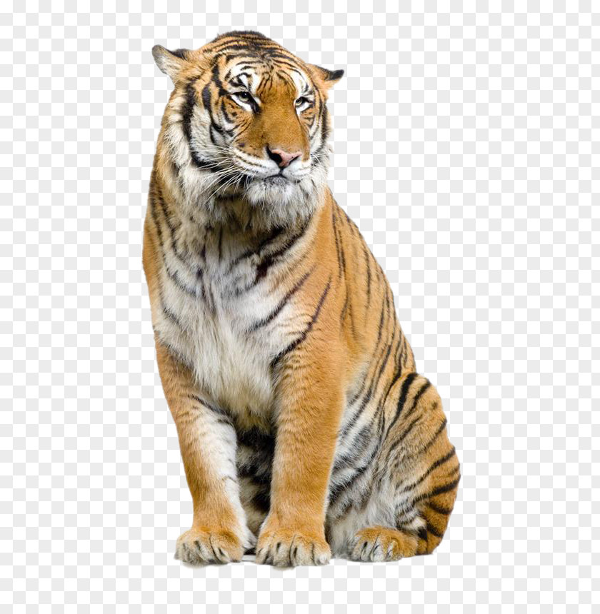 Tiger Jaguar Lion Leopard Felidae Bengal PNG