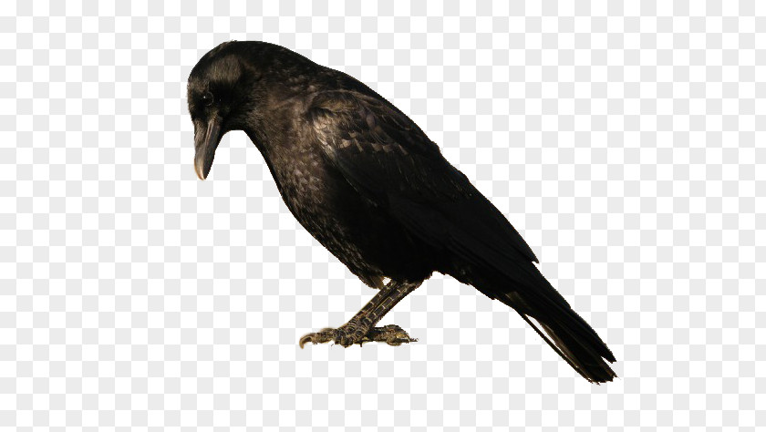 Bird American Crow New Caledonian Rook PNG