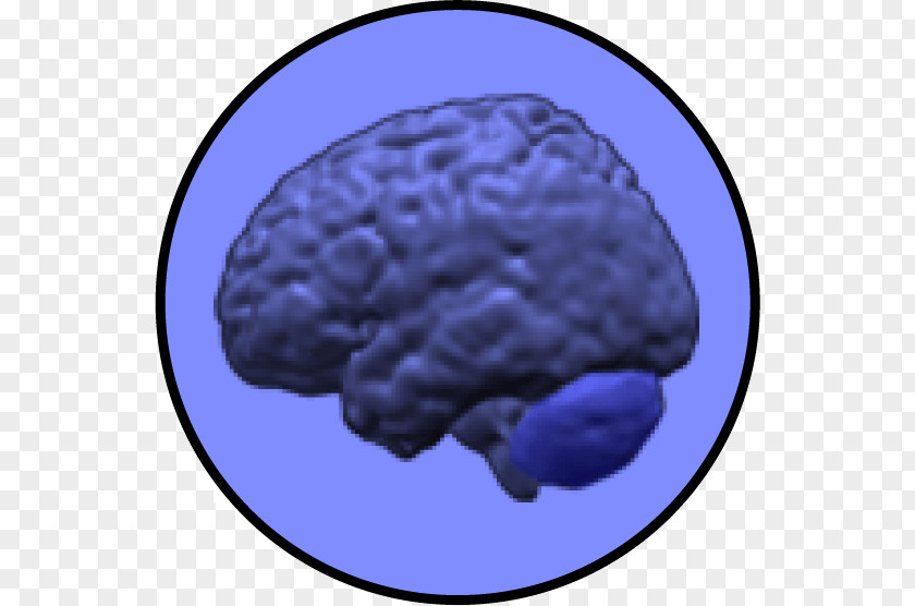 Brain Cerebellum Neuroimaging Intelligence Grey Matter PNG