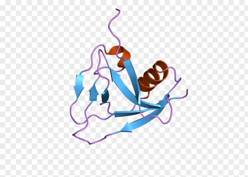 CD5 T Cell Cluster Of Differentiation B CD4 PNG