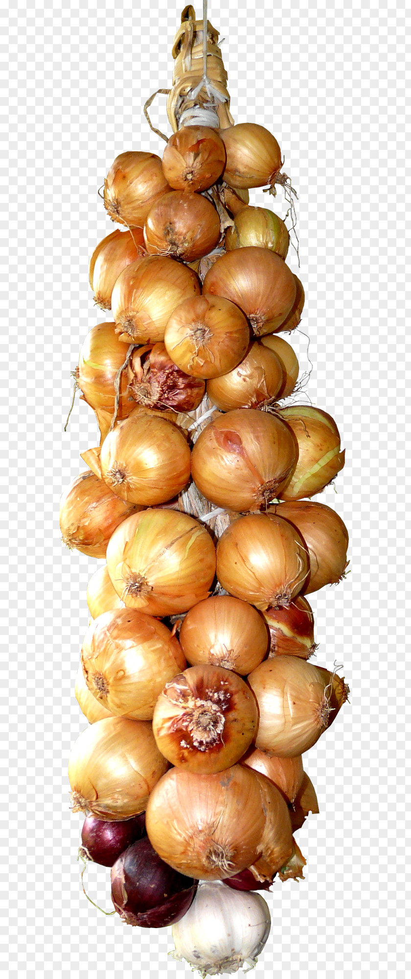 Garlic Onion Vegetable Clip Art PNG