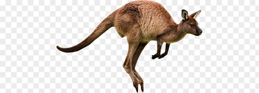 Kangaroo PNG clipart PNG