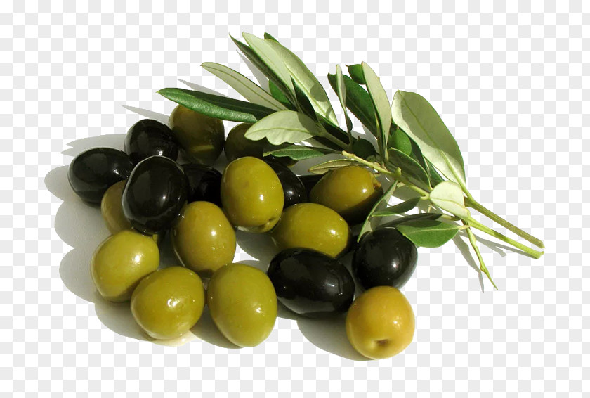 Olive Trees Arbequina Oil Mediterranean Basin Fruit PNG