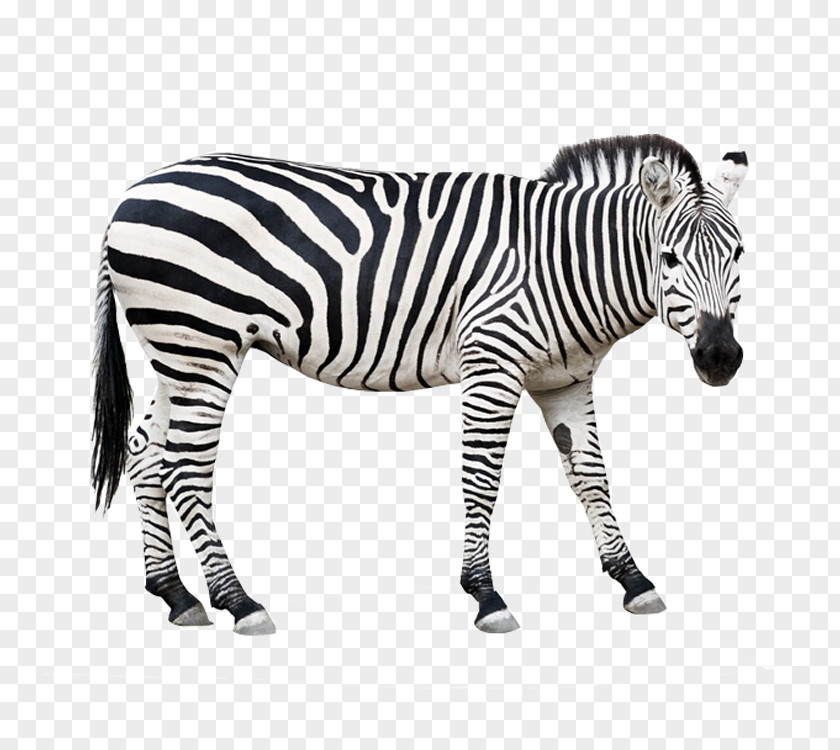 Zebra Foal Stock Photography Clip Art PNG