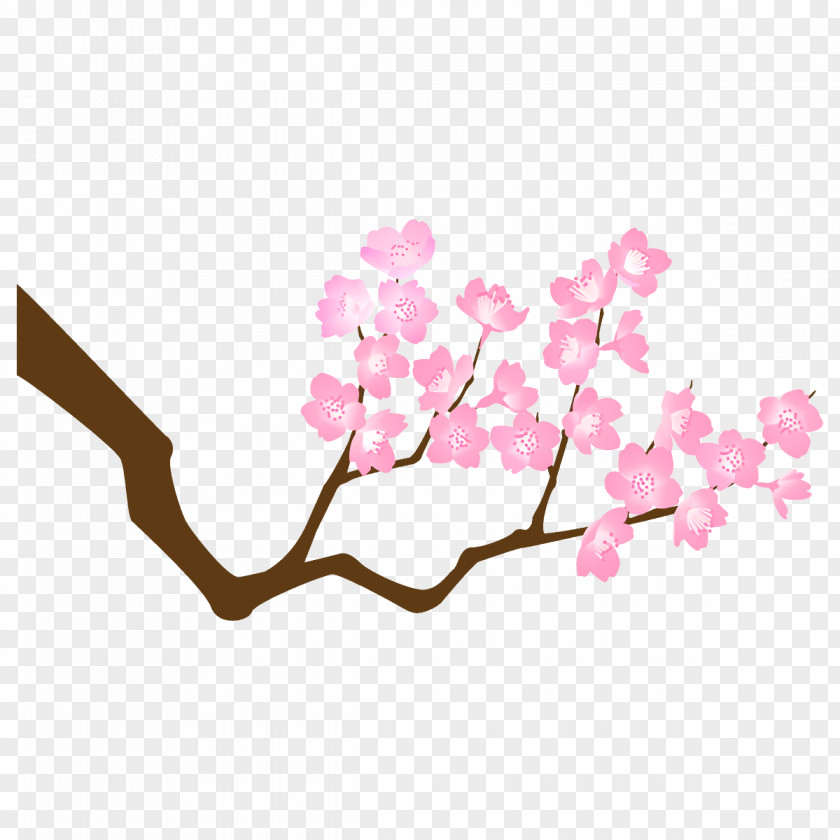 Cut Flowers Petal Cherry Blossom PNG