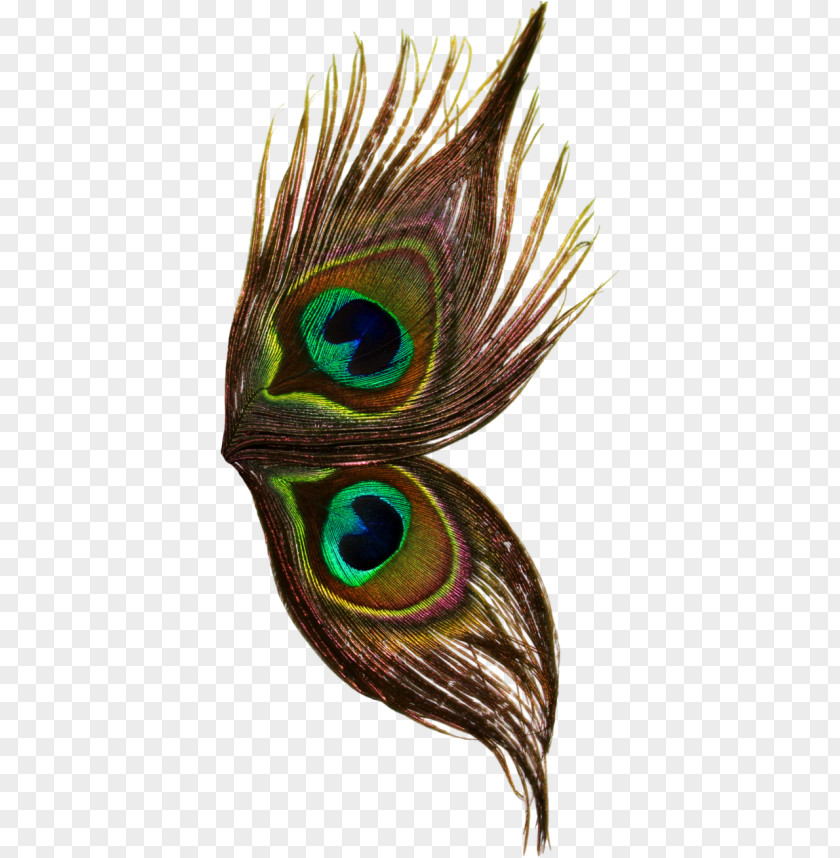 Feather Bird PNG