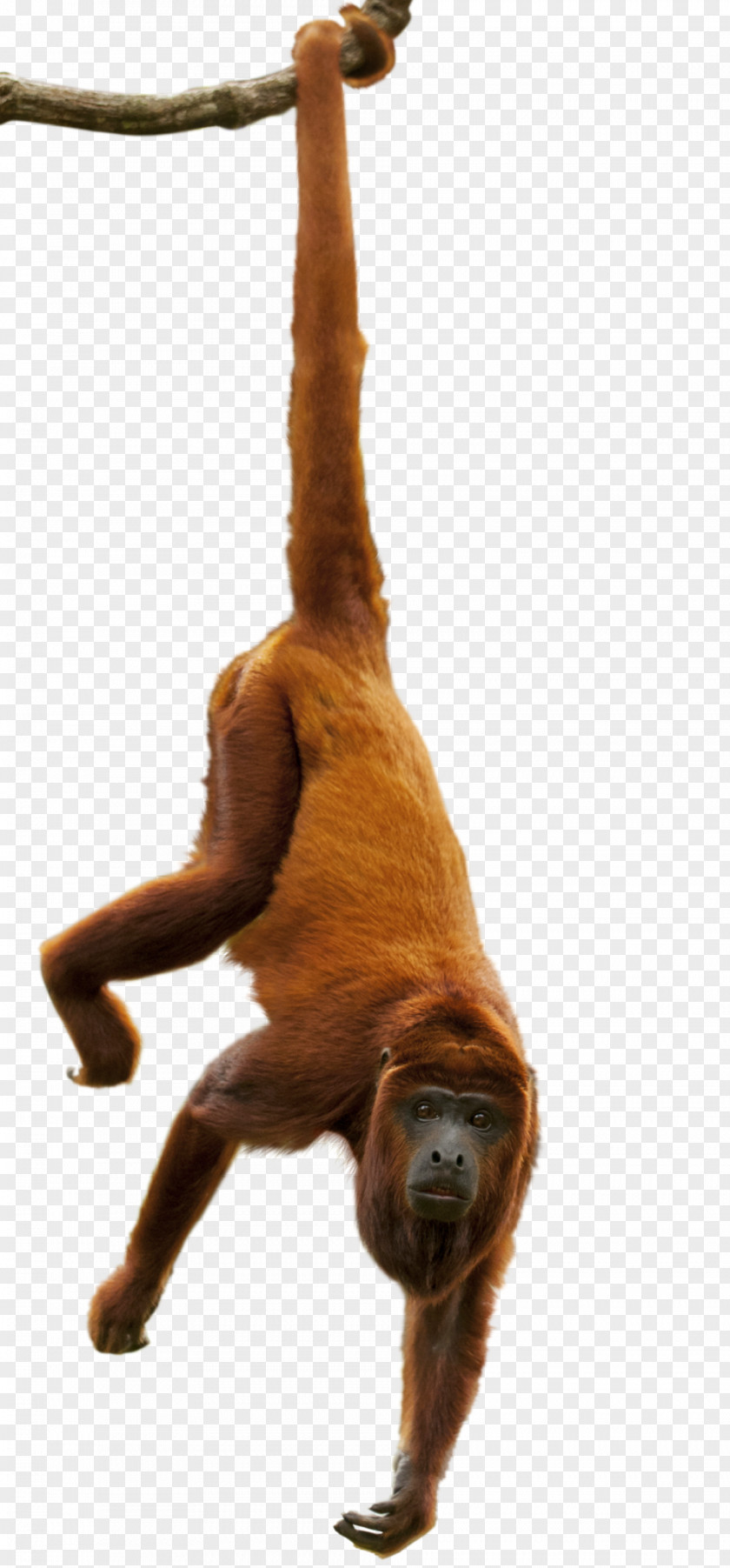 Gorilla Sloth Amazon Rainforest Orangutan Primate Great Apes PNG