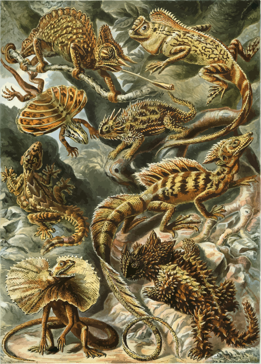 Lizard Art Forms In Nature Biologist Botanical Illustration Natural History Printmaking PNG